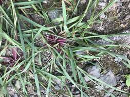 Image of Setaria pumila subsp. pallide-fusca (Schumach.) B. K. Simon