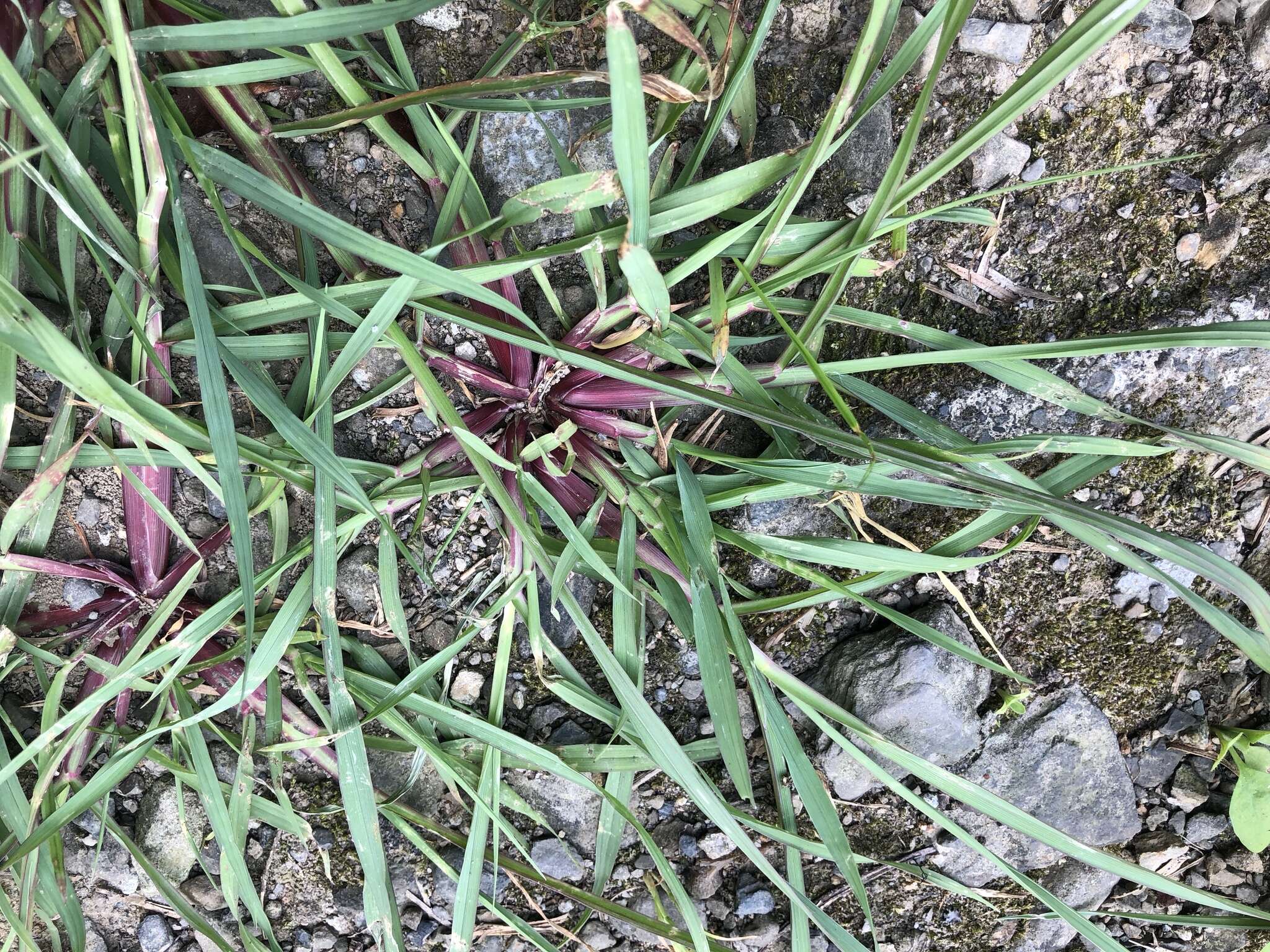 Image of Setaria pumila subsp. pallide-fusca (Schumach.) B. K. Simon