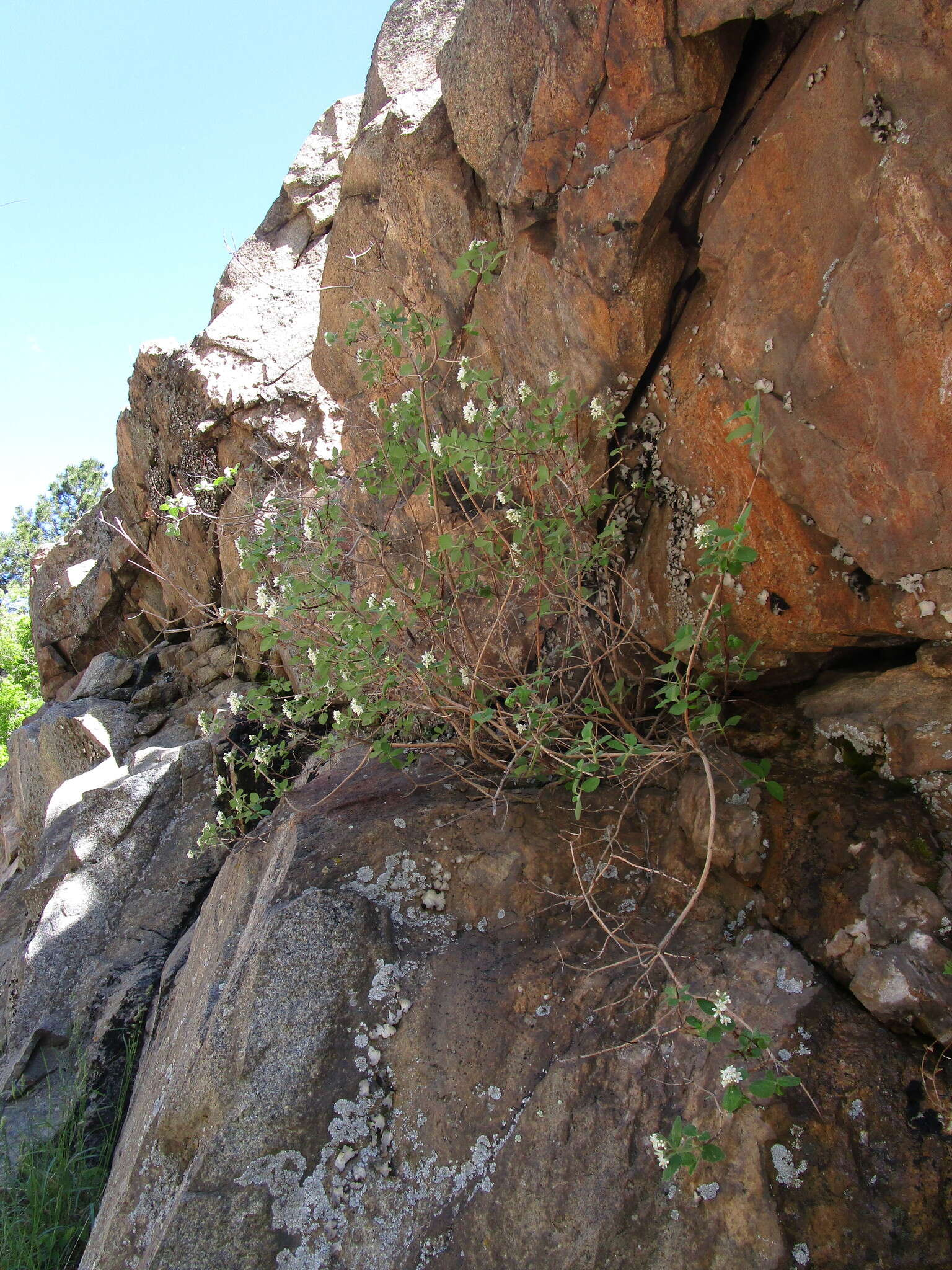 Image de Jamesia americana var. americana