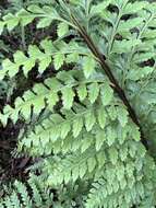 Image of Taper-Tip Spleenwort