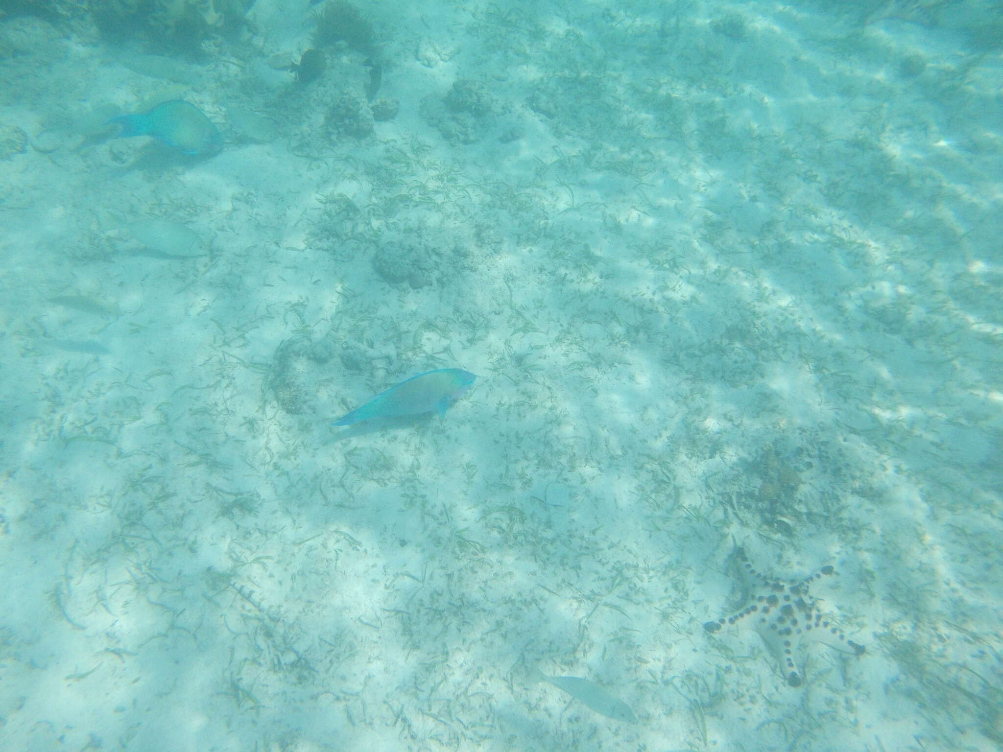 Image of Batavian Parrotfish