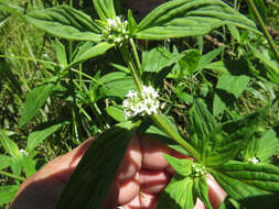 Image of Smooth False Buttonweed