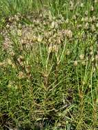 Image of Shrubby Plantain