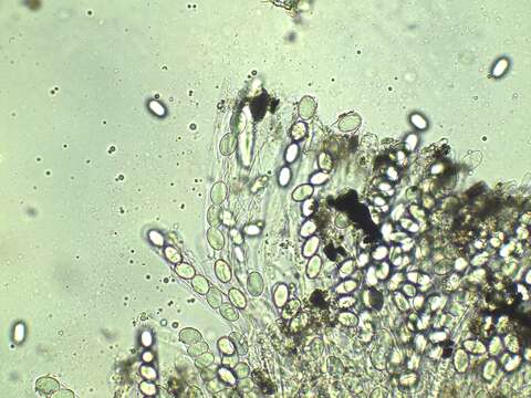 صورة Pyronema