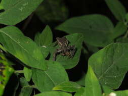 Image of Sidymella angularis (Urquhart 1885)