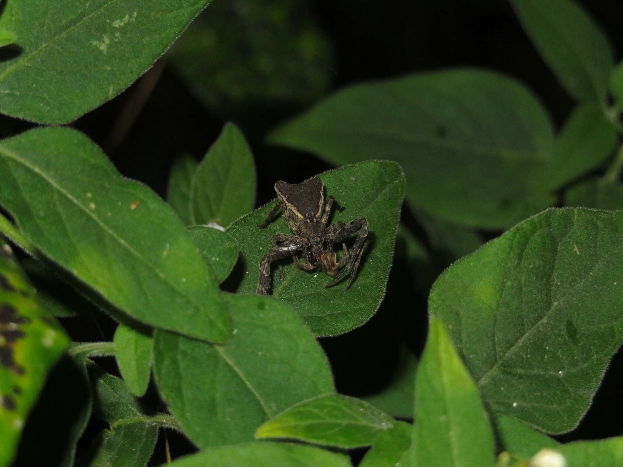 Sivun Sidymella angularis (Urquhart 1885) kuva