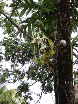 Image de Étoile de Madagascar