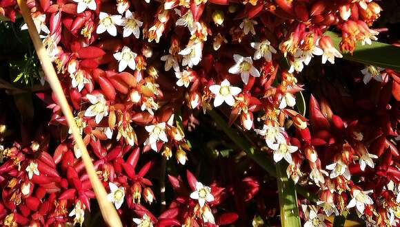 Image of Crassula expansa Soland.