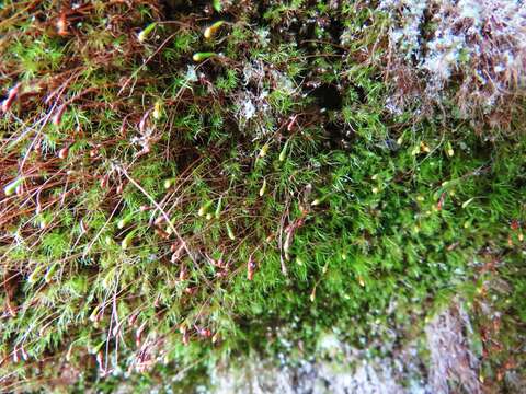 Image of leptobryum moss