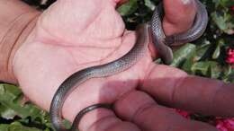 Image of Mexican Hook-nosed Snake