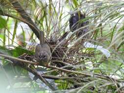 Image of Grey-throated Warbler