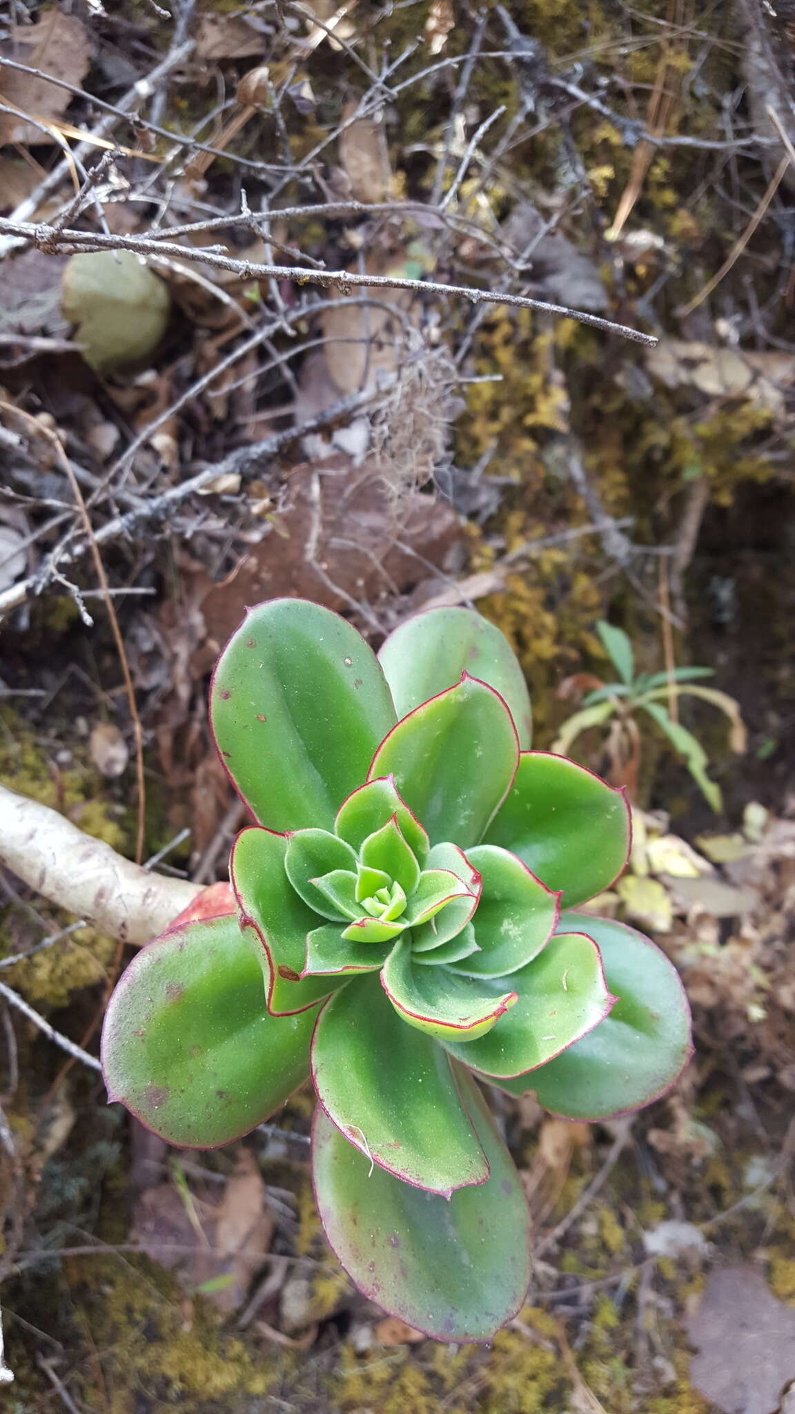 Image of Echeveria montana Rose ex Britton & Rose