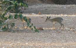 Image of Guenther's Dik-dik