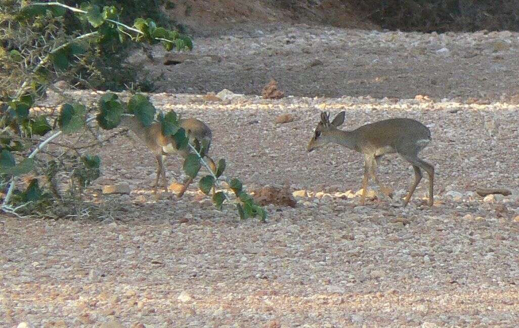 Image of Guenther's Dik-dik