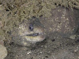 Image of False spotted moray