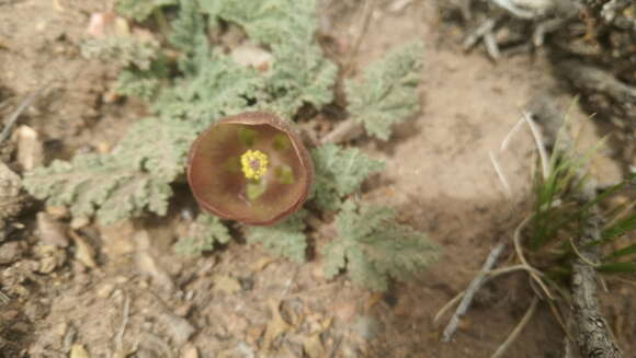 Image of Nototriche castillonii B. L. Burtt & A. W. Hill