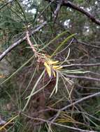 Plancia ëd Persoonia linearis Andr.