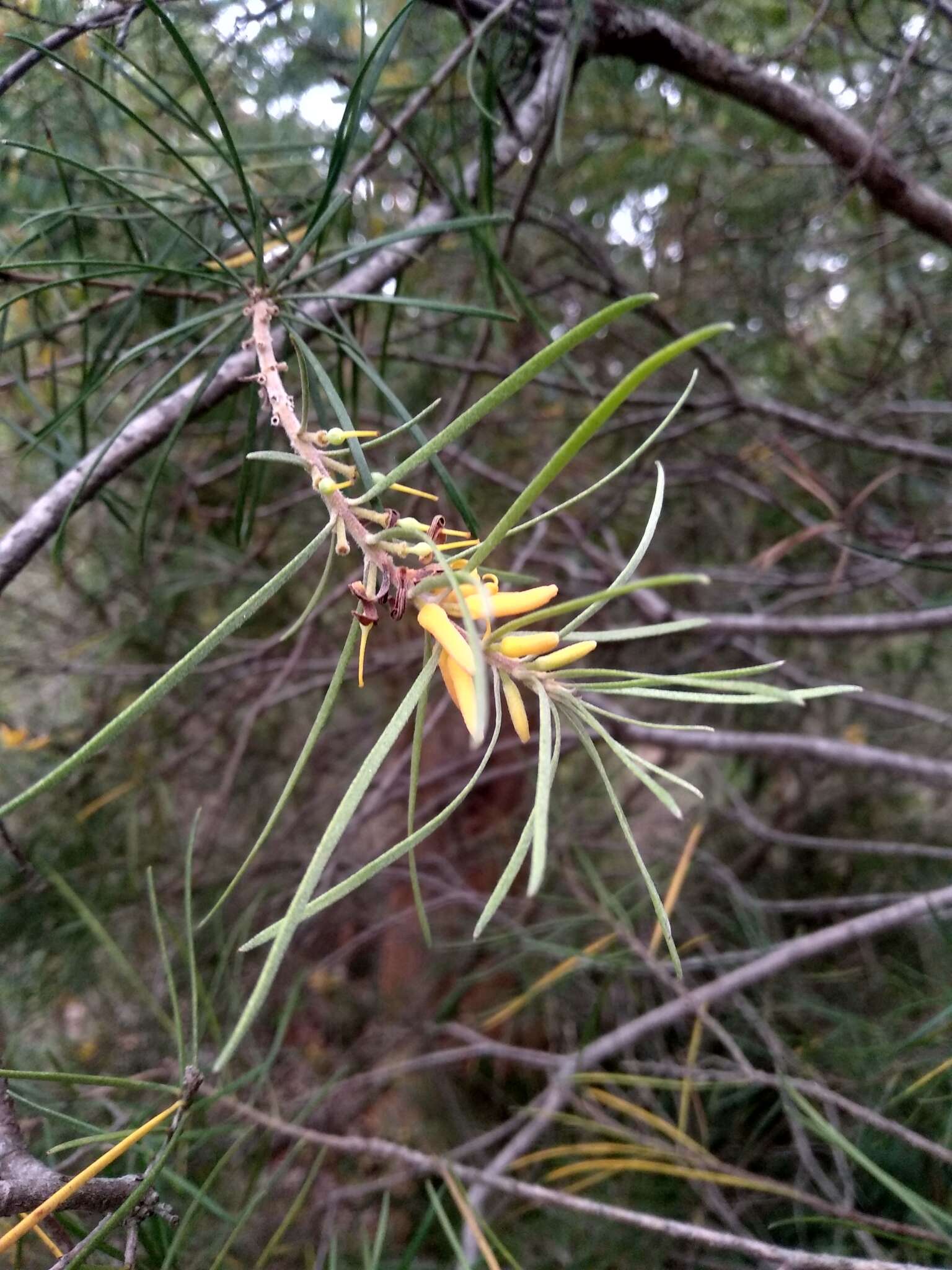 Plancia ëd Persoonia linearis Andr.