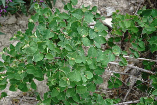 Image of Lonicera iberica M. Bieb.