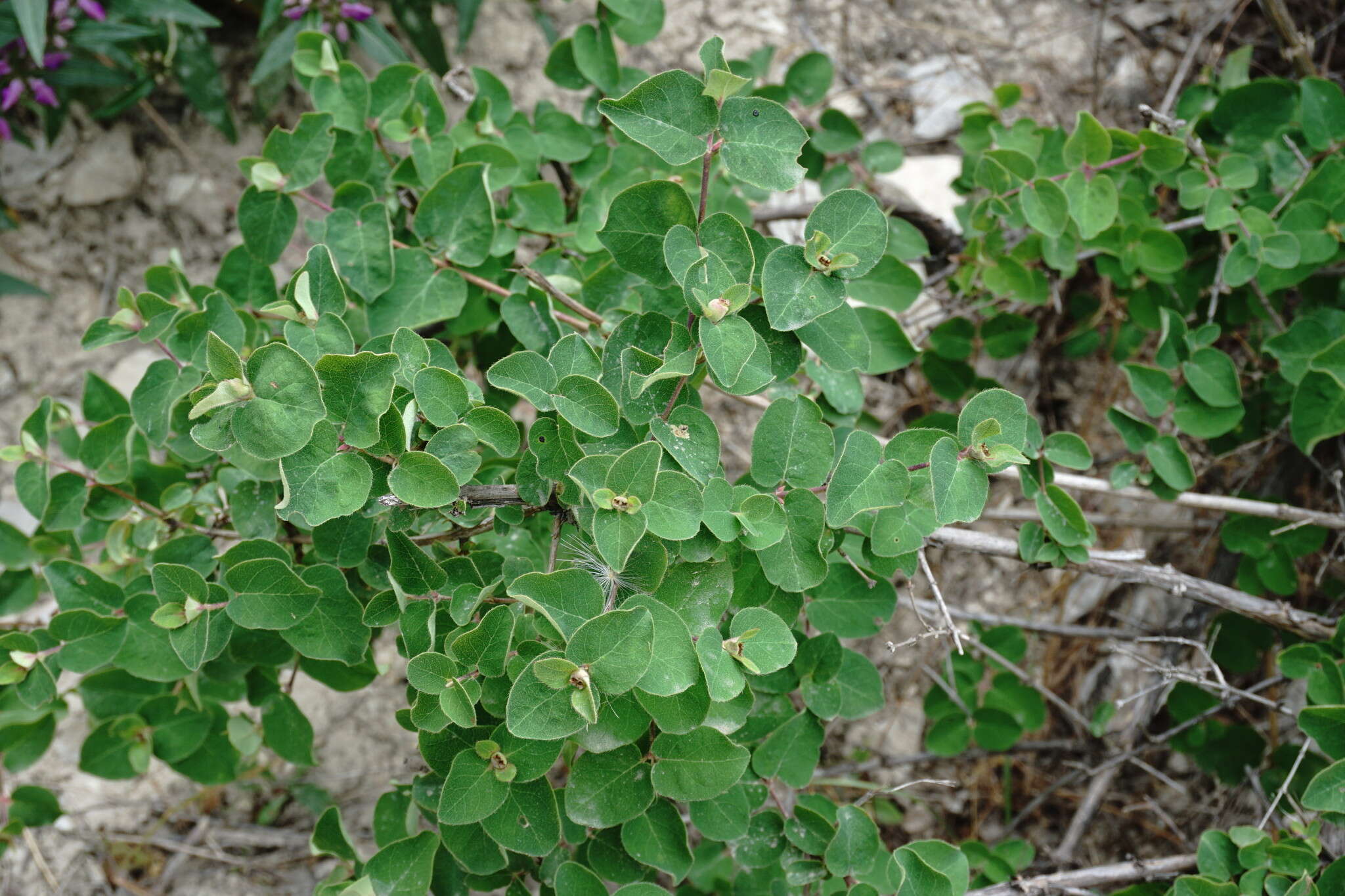 Image de Lonicera iberica M. Bieb.