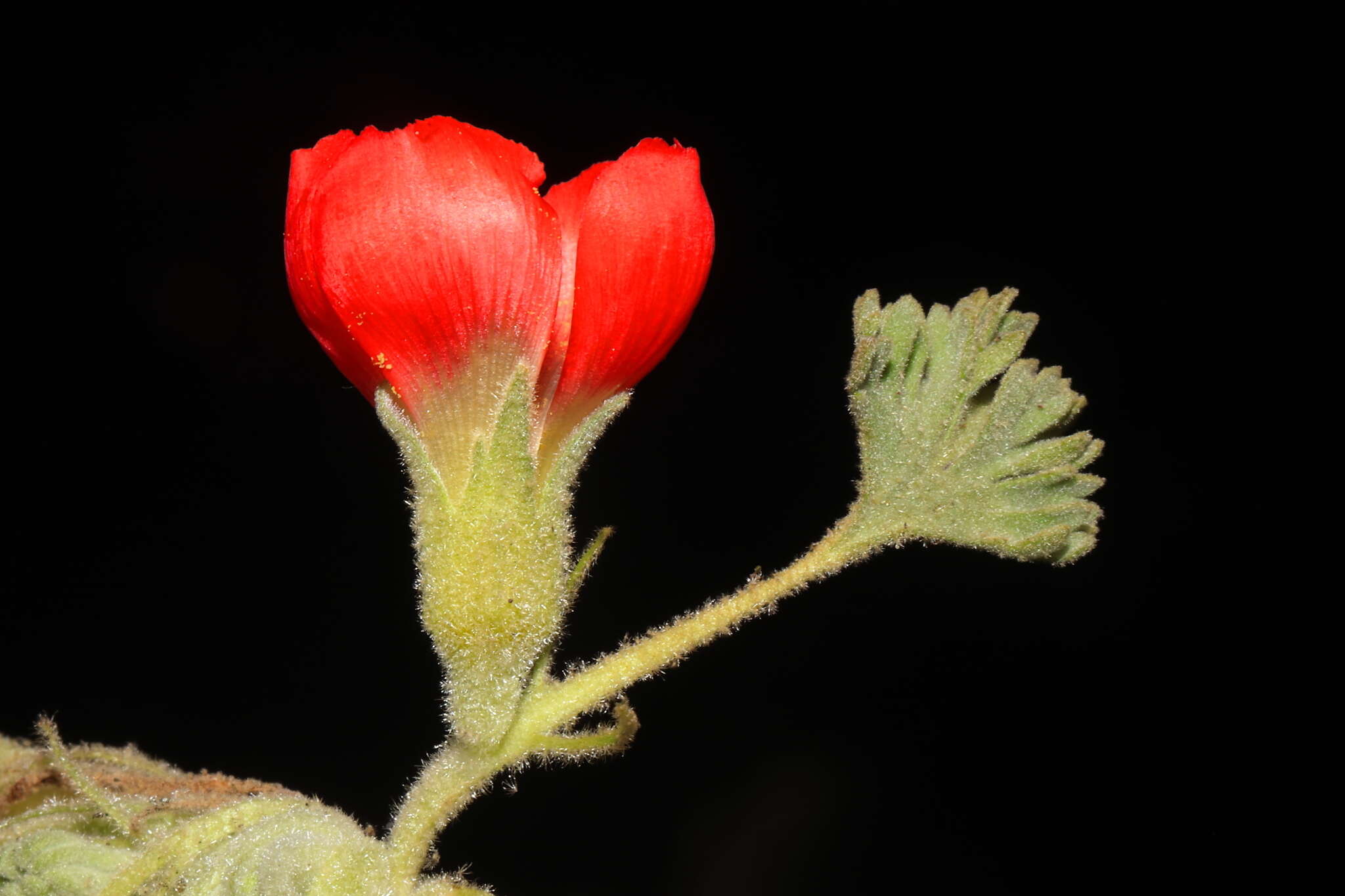 Image of Nototriche coccinea A. W. Hill