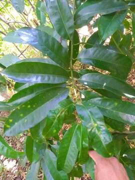 Image of Vochysia guatemalensis J. D. Smith