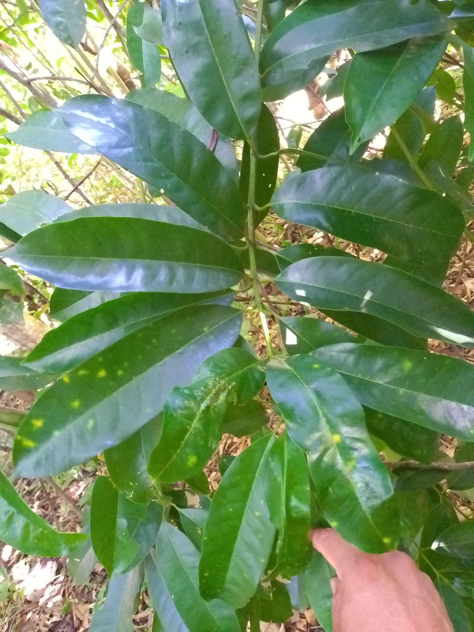 Image of Vochysia guatemalensis J. D. Smith