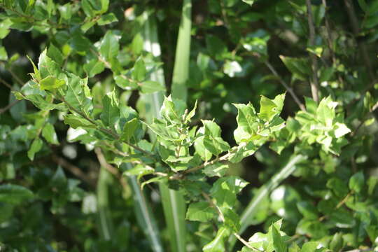 Imagem de Quercus tarokoensis Hayata