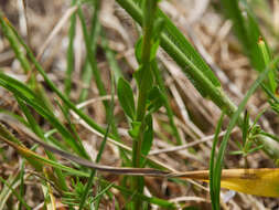 Image of Globularia bisnagarica L.