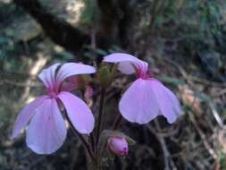 Image of Pelargonium acraeum R. A. Dyer