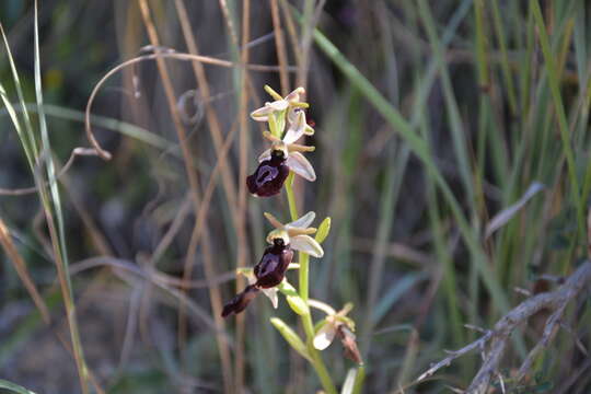 Image of Ophrys ferrum-equinum subsp. gottfriediana (Renz) E. Nelson