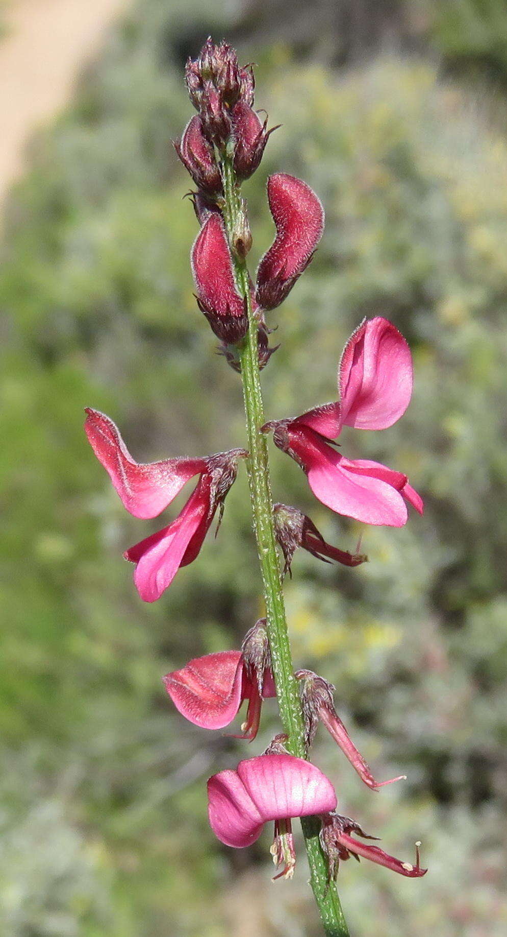 Image of Indigofera heterophylla Thunb.