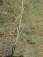 Image of Dianthus mooiensis subsp. kirkii (Burtt Davy) Hooper