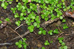 Image of Hydrocotyle tripartita var. hydrophila (Petrie) Cheesem.