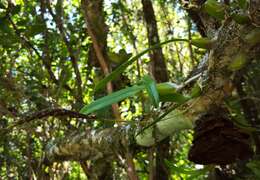 Bulbophyllum clavatum Thouars的圖片