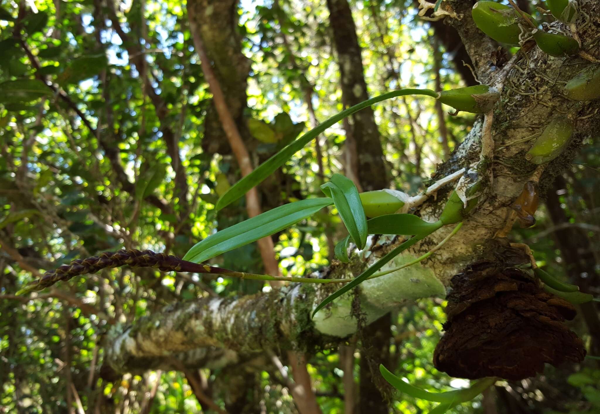 Bulbophyllum clavatum Thouars的圖片