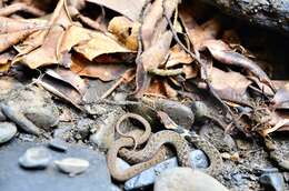 Image of Taiwan Keelback