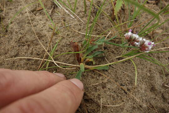 Image de Limonium flexuosum (L.) Kuntze