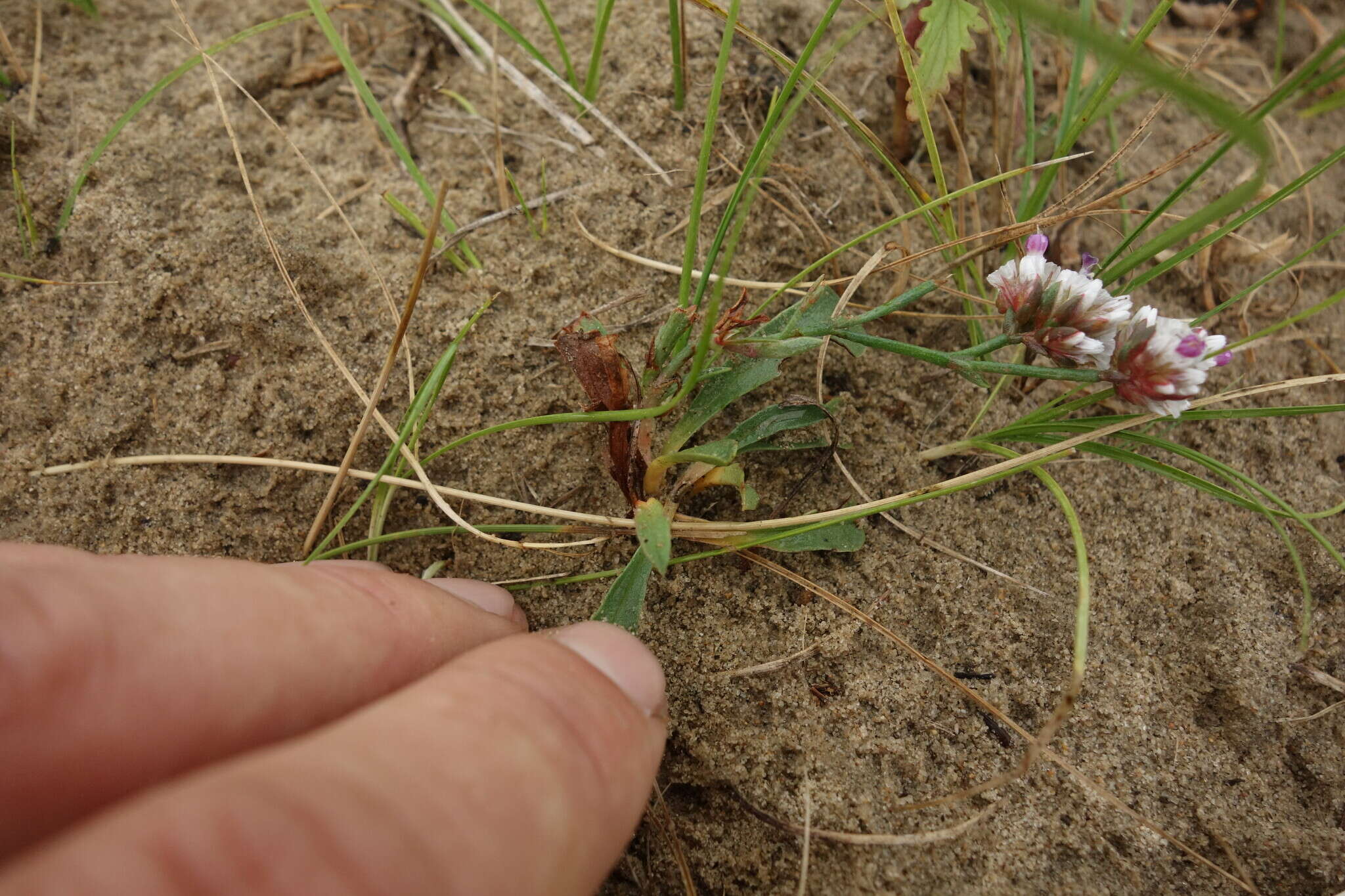 Limonium flexuosum (L.) Kuntze resmi