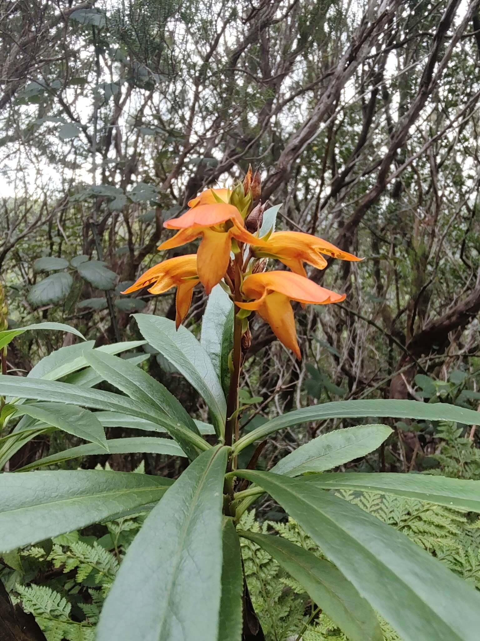 Imagem de Digitalis canariensis L.