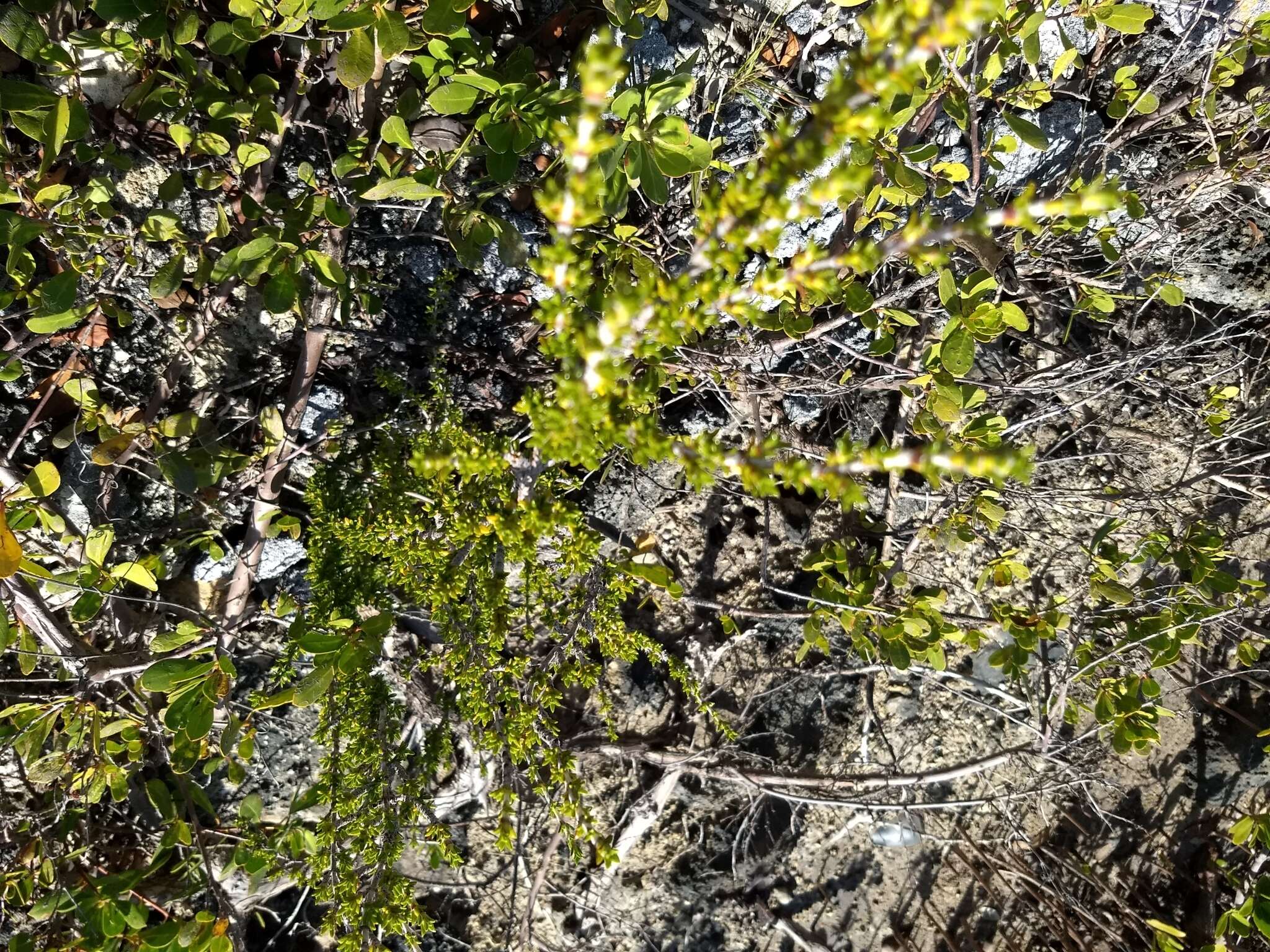 Image of saltwater bush