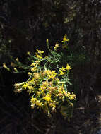 Image of California goldenbush