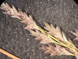 Imagem de Eragrostis pectinacea (Michx.) Nees