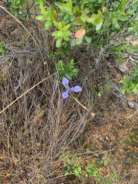 Image of Moraea tripetala subsp. jacquiniana (Schltr. ex G. J. Lewis) Goldblatt & J. C. Manning