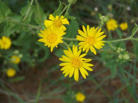 Heterotheca subaxillaris subsp. latifolia (Buckley) Semple resmi