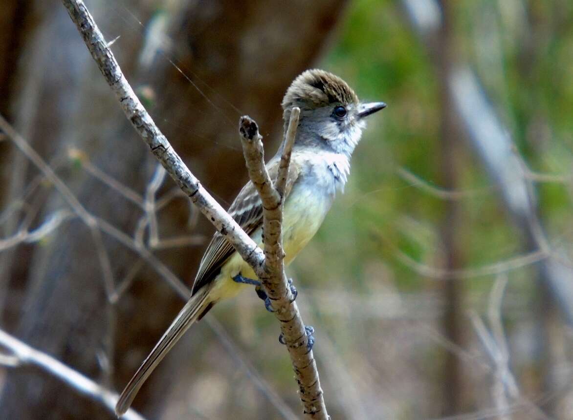 Imagem de Myiarchus cinerascens (Lawrence 1851)