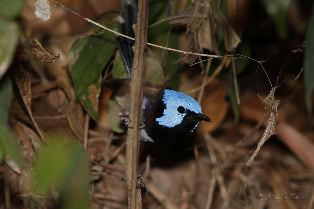 Image of Lovely Fairy-wren