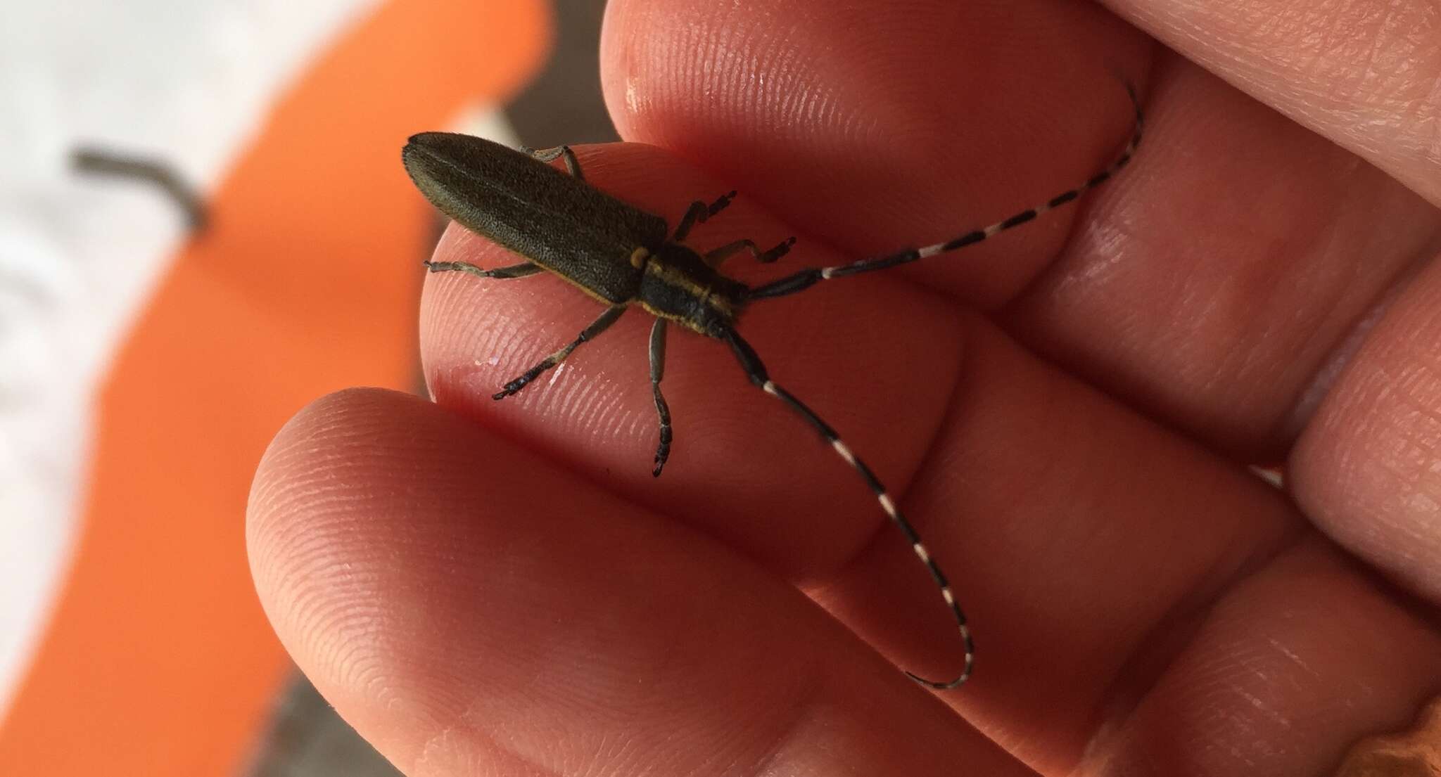 Image of Agapanthia cynarae cynarae