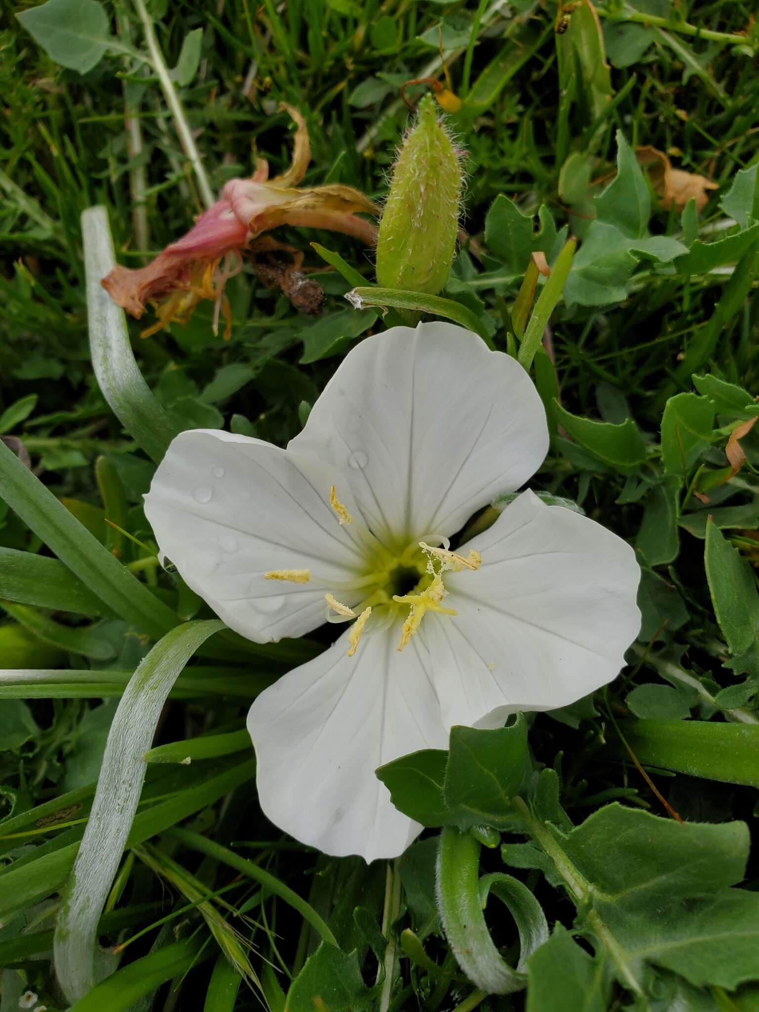 Imagem de Oenothera acaulis Cav.