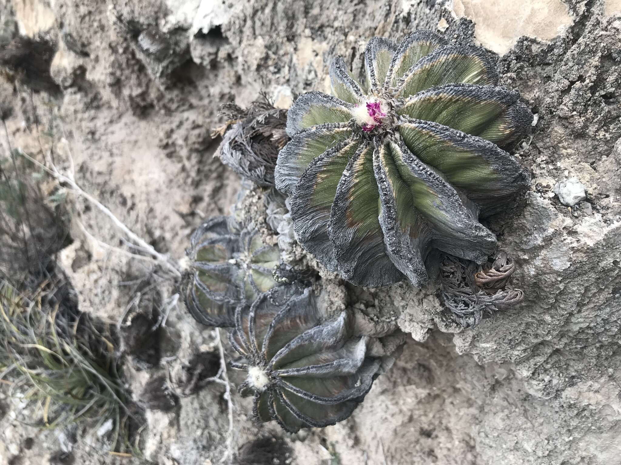 Image of Aztekium hintonii Glass & W. A. Fitz Maur.